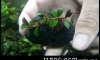 �Դ������Bucephalandra Apple leaf ��� Midnight Brown �ء����駤��
