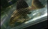 SALES>�餤�� L27 RIO XINGU & L137 ����§�� 2.5 �� ���Ǥ�Ѻ �Թ���ҡ� <SALES 