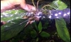 �Դ������ Bucephalandra Skeleton King ���˭����� �Ѵ�������ҡ 