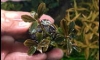 ���Դ������ Bucephalandra Helena indo �Դ�ѹ����� 3/9/59 ����22.00�.