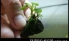 �Դ4������Ѻ..�Դ������ Anubias Millky way ˹�ͤ�� �ҡ�Թ ����..1��͹��Ѻ^_^