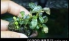 �Դ������ Bucephalandra Merawi 㺹���͡������ͧ�ͧ