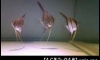 �Ǵ� Altum  �Ҥ���ԡ����§