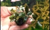 ���Դ������ Bucephalandra Helena indo �Ҥ���� �Դ�ѹ�ظ 7/9/59 ����22.00�.