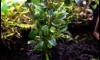 �Դ������ Bucephalandra Brownie Pheonix 㺹�� 1�͹���ѡ� 