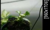 �Դ3������Ѻ..�Դ������ Anubias Milky way 2�ʹ �����Ѻ^_^