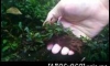 �Դ������Bucephalandra Montleyana 㺹�ӵ����� 