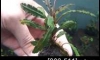 �Դ������ Bucephalandra Godziilla �ѹ�Թ�����Ѻ