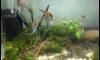 ��»���Ǵ� ��ѧᴧ (manacapuru angelfish)