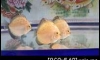 ��»���Ҵ���� �١�