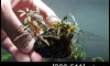 �Դ������ Bucephalandra Godziilla �ѹ�Թ�����Ѻ