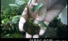 �Դ������ Bucephalandra Hades  