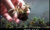 �Դ������ Bucephalandra IO �ѹ�Թ�����Ѻ
