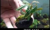 �Դ������ Bucephalandra Godzilla �ѹ�Թ�����Ѻ