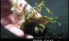 �Դ������ Bucephalandra  Mirabelle �ѹ�Թ�����Ѻ