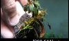 �Դ������ Bucephalandra  Hades �ѹ�Թ�����Ѻ