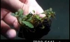 �Դ������ Bucephalandra  Peacock �ѹ�Թ�����Ѻ