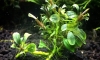 �Դ������ Bucephalandra Sp.Lamandau Mini 㺹�� ��� ���� ����ѡ�