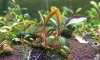 �Դ������ Bucephalandra River Blue 㺹�ӷ�駡� �ըѴ �ء���ء�