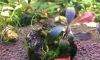 �Դ������ Bucephalandra Super Blue  㺹�����ʺ�ҡ �ء���