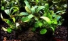 �Դ������ Bucephalandra Super Red 㺹�ӡ��ѧ�����͡�����