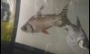 ����Թ�����๵��Ҵ 12 ����