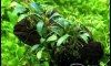 �Դ������ Bucephalandra Super Red �ա��ѧ�͡���ѧ����պ͡��¾�Ҵ 
