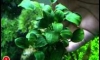 ��� Anubias nana petite ������Ẻ��