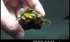 �Դ������ Bucephalandra Brownie Metallica �ѹ�Թ�����Ѻ (�Դ������ 22:00�.)