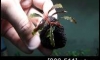 ��� Bucephalandra Kedagang Japan ������¤�Ѻ
