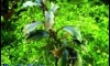�Դ������ Bucephalandra Blue Centipade 㺹�� �ҹ�����ҷ� ��������Тͧ���