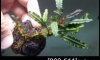 �Դ������ Bucephalandra Godziilla �ѹ�Թ�����Ѻ (�Դ������ 22:00�.)