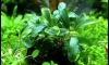 �Դ������ Bucephalandra Super Red 1 ��͹����ѡ� 