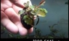 �Դ������ Bucephalandra Brownie Blue �ѹ�Թ�����Ѻ (�Դ������ 22:00�.)
