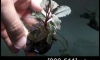 �Դ������ Bucephalandra Thiea 10 �ѹ�Թ�����Ѻ (�Դ������ 22:00�.)