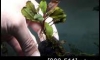 �Դ������ Bucephalandra Jade pearl �ѹ�Թ�����Ѻ (�Դ������ 21:30�.)