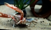 @@@Project breeding crayfish by Aqua story@@@