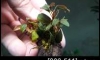 �Դ������ Bucephalandra Campari �ѹ�Թ�����Ѻ (21:00�.)
