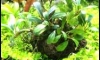 �Դ������ Bucephalandra Super Red �����С��ѧ���