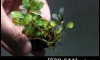 �Դ������ Bucephalandra Brownie blue �ѹ�Թ�����Ѻ (�Դ������ 22:00�.)