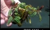 �Դ������ Bucephalandra Godzilla �ѹ�Թ�����Ѻ (�Դ������ 21:30�.)