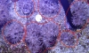 Ƿ͹ Sold
