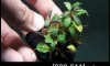 �Դ������ Bucephalandra Brownie Metallica �ѹ�Թ�����Ѻ (�Դ������ 21:30�.)
