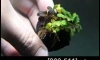 �Դ������ Bucephalandra Brownie Metallica Red �ѹ�Թ�����Ѻ(�Դ������ 22:00�.)