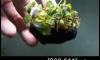 �Դ������ Bucephalandra Brownie Metallica �ѹ�Թ�����Ѻ (�Դ������ 22:00�.)