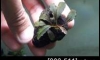 �Դ������ Bucephalandra Ghost Indo �ѹ�Թ�����Ѻ (�Դ������ 21:00�.)