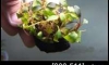 �Դ������ Bucephalandra Brownie Metallica �ѹ�Թ�����Ѻ (�Դ������ 22:00�.)
