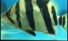 ���͵�����˭� ��Ҵ4" ���7.5"��л�ҡ������