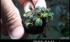 �Դ������ Bucephalandra Brownie Metallica NK (�Դ������ 22:00�.)