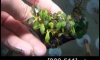 �Դ������ Bucephalandra Brownie Phantom NK (�Դ������ 22:00�.)